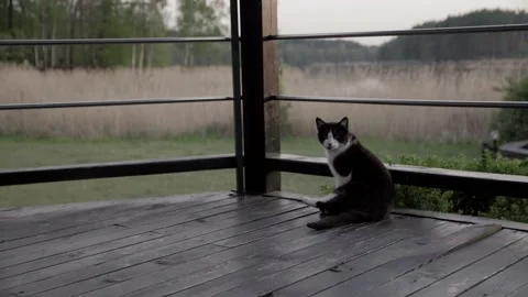 Cat lying down on wooden deck terrace patio in outdoor garden. Stock Footage 169112023