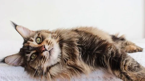 Cat lying down yawning Stock Footage 115951570