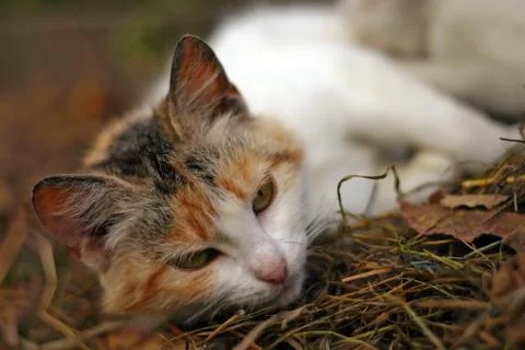 Cat lying on the dry grass Stock Photos