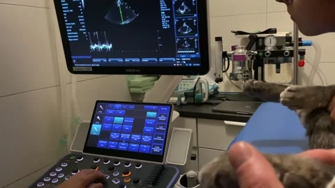 Cat lying on examination table during heart ultrasound scan with Mindray Vetus 7 Stock Footage 311322331