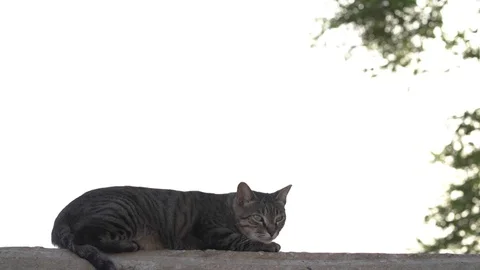 Cat lying in the fence Stock Footage 93800821