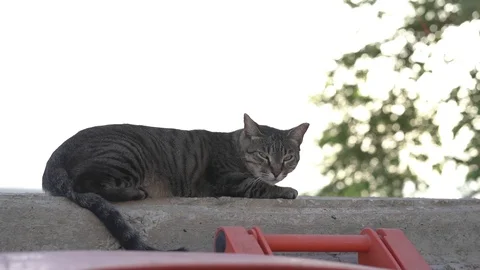 Cat lying in the fence Stock Footage 93800840