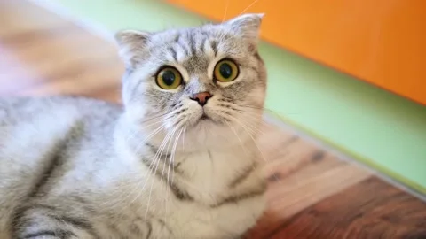 Cat lying on floor and looking around. Cat watching closeup. Vídeo Stock 170714748