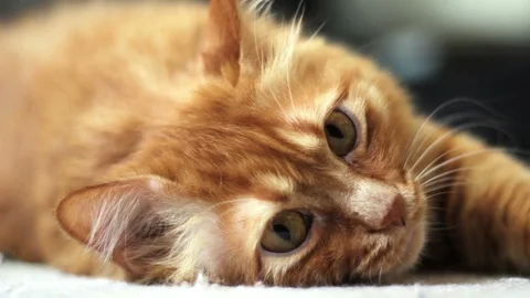 Cat Lying on the Floor and moving his paw Stock Footage 96232856