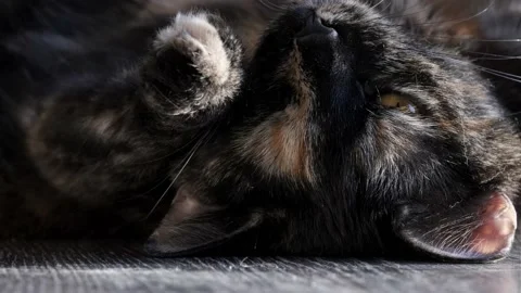 Cat lying on the floor blinking and yawning Stock Footage 185029053