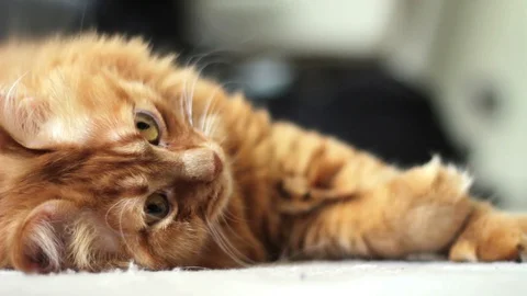 Cat Lying on the Floor Changing the Position Stock Footage 96232763