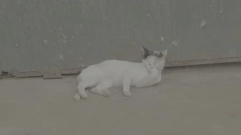 Cat lying on the floor cleaning itself and going to sleep. Stock Footage 170133506