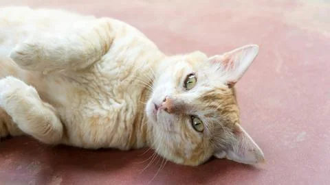 Cat lying on the floor, closeup Stock Photos