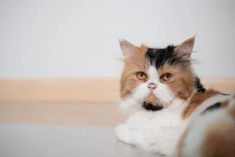 A cat lying on the floor with copy space Stock Photos