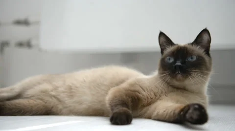Cat lying on the floor Stock Footage 31612418