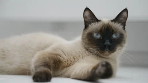 Cat lying on the floor Stock Footage 31612580