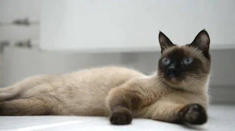 Cat lying on the floor Stock Footage 31614134