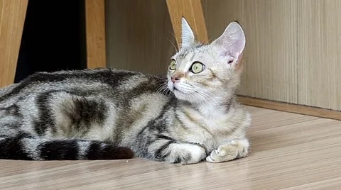 Cat lying on floor Stock Footage 52725142