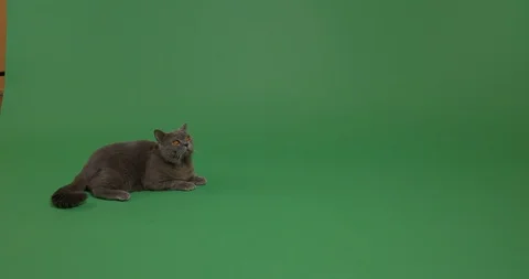 Cat lying on the floor Stock Footage 102968520