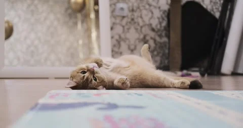 The cat is lying on the floor Stock Footage 267835589
