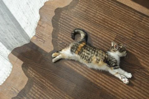 Cat is lying on floor heating Stock Photos