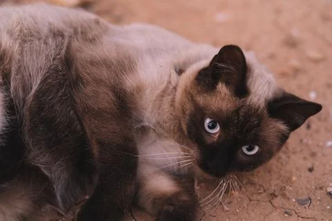 Cat lying on the floor looking at the camera. Stock Photos
