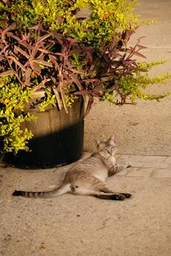 Cat lying on the floor next to a flower pot. Stock Photos