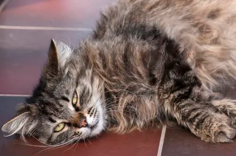 Cat lying on floor Stock Photos