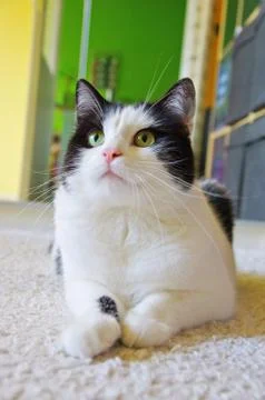 Cat lying on the floor Stock Photos