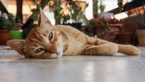 A cat lying on the floor. Stock Photos