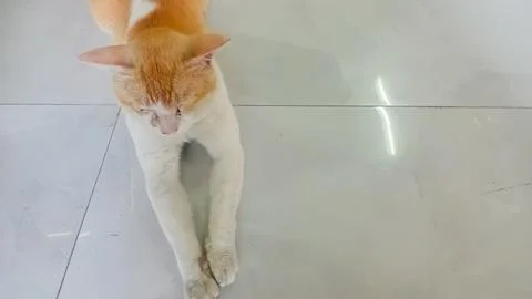 Cat lying on the floor Stock-Fotos