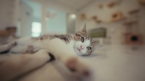 Cat Lying on Floor Reaching Out Playfully Vidéo 305257404