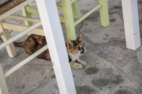 A cat lying on the floor under the table between the chairs. Fotos de archivo
