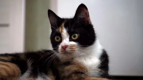 Cat lying on the floor is watching the movement of something. Stock Footage 153898277