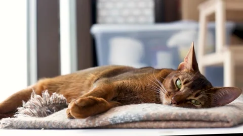 Cat is lying Vídeos de archivo 152247566