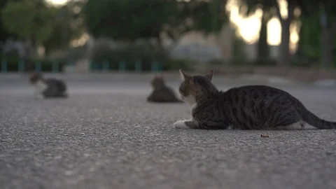 Cat lying in front of other cats Stock Footage 93800836