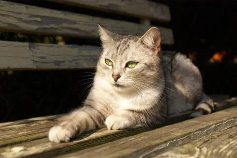 Cat lying on the garden bench Stock Photos