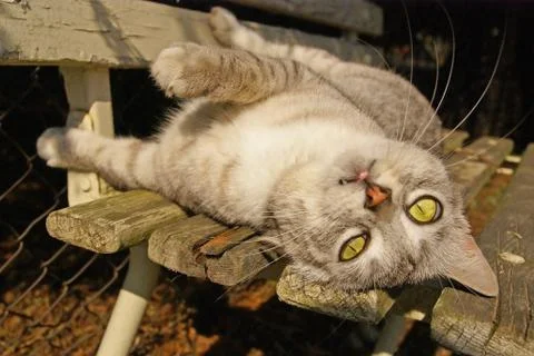 Cat lying on the garden bench Stock Photos
