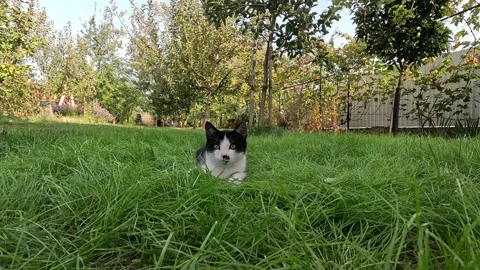 Cat lying in the garden Stock Footage 334060990