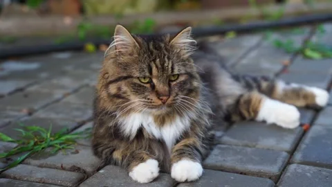 Cat lying on a garden path. Domestic tabby Cat walking outdoors on a green lawn. Stock Footage 220284774