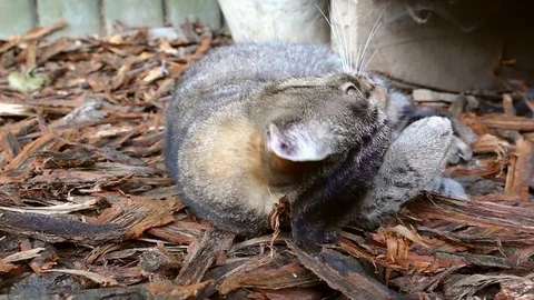 Cat lying in garden. Scared and cross-eyed cat escapes away before the dog. Stock Footage 79081079