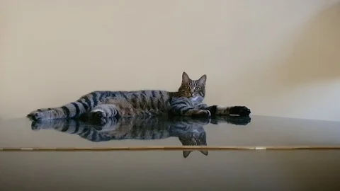 A cat lying on a grand piano Stock Footage