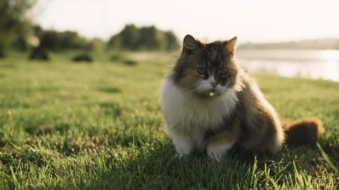 Cat lying on the grass and looking around on the banks of the river Stock Footage 108846310