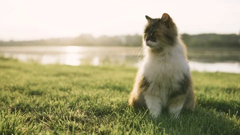 Cat lying on the grass and looking around on the banks of the river Stock-Footage 108846894