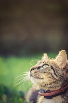 Cat lying in grass and looking up Stock Photos