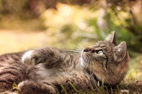 Cat lying in grass and looking up Stock Photos