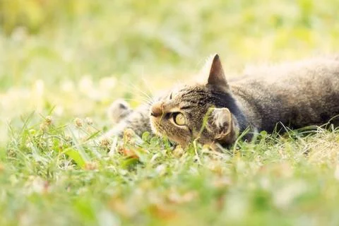 Cat lying in grass and playing Stock Photos
