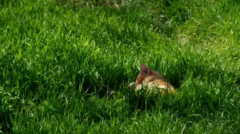 Cat lying in the grass Stock Footage 65145256