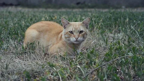 Cat lying in grass Stock Footage 103482202