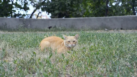 Cat lying in grass Stock Footage 103482307