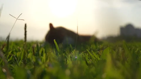 A cat is lying on the grass. Stock-Footage 279136967
