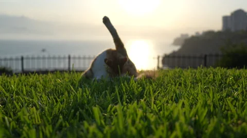 A cat is lying on the grass. Stock Footage 279137015