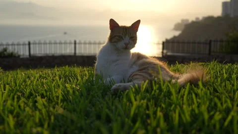 A cat is lying on the grass. Stock Footage 279137068