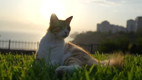 A cat is lying on the grass. Stock Footage 279137106