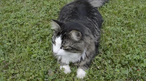 Cat lying on grass goes away Video stock 52357267